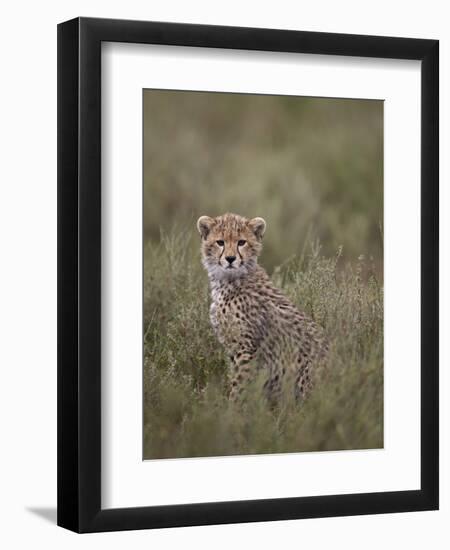 Cheetah (Acinonyx Jubatus) Cub, Serengeti National Park, Tanzania, East Africa, Africa-James Hager-Framed Premium Photographic Print