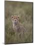 Cheetah (Acinonyx Jubatus) Cub, Serengeti National Park, Tanzania, East Africa, Africa-James Hager-Mounted Premium Photographic Print