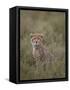 Cheetah (Acinonyx Jubatus) Cub, Serengeti National Park, Tanzania, East Africa, Africa-James Hager-Framed Stretched Canvas