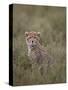 Cheetah (Acinonyx Jubatus) Cub, Serengeti National Park, Tanzania, East Africa, Africa-James Hager-Stretched Canvas