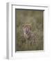 Cheetah (Acinonyx Jubatus) Cub, Serengeti National Park, Tanzania, East Africa, Africa-James Hager-Framed Photographic Print