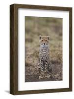 Cheetah (Acinonyx Jubatus) Cub, Serengeti National Park, Tanzania, East Africa, Africa-James Hager-Framed Photographic Print