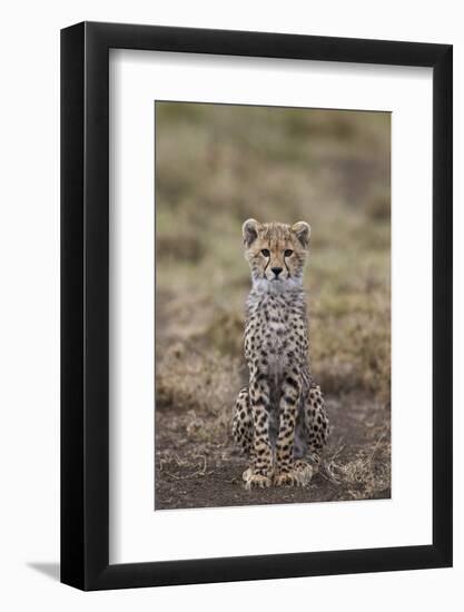 Cheetah (Acinonyx Jubatus) Cub, Serengeti National Park, Tanzania, East Africa, Africa-James Hager-Framed Photographic Print