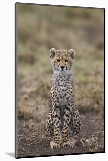 Cheetah (Acinonyx Jubatus) Cub, Serengeti National Park, Tanzania, East Africa, Africa-James Hager-Mounted Photographic Print