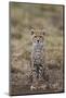 Cheetah (Acinonyx Jubatus) Cub, Serengeti National Park, Tanzania, East Africa, Africa-James Hager-Mounted Photographic Print