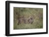 Cheetah (Acinonyx Jubatus) Cub, Serengeti National Park, Tanzania, East Africa, Africa-James Hager-Framed Photographic Print