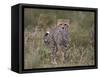 Cheetah (Acinonyx Jubatus) Cub, Serengeti National Park, Tanzania, East Africa, Africa-James Hager-Framed Stretched Canvas