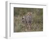 Cheetah (Acinonyx Jubatus) Cub, Serengeti National Park, Tanzania, East Africa, Africa-James Hager-Framed Photographic Print