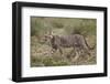 Cheetah (Acinonyx Jubatus) Cub, Serengeti National Park, Tanzania, East Africa, Africa-James Hager-Framed Photographic Print