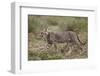 Cheetah (Acinonyx Jubatus) Cub, Serengeti National Park, Tanzania, East Africa, Africa-James Hager-Framed Photographic Print