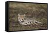 Cheetah (Acinonyx Jubatus) Cub-James Hager-Framed Stretched Canvas