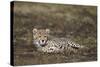 Cheetah (Acinonyx Jubatus) Cub-James Hager-Stretched Canvas