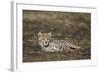 Cheetah (Acinonyx Jubatus) Cub-James Hager-Framed Photographic Print