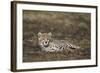 Cheetah (Acinonyx Jubatus) Cub-James Hager-Framed Photographic Print