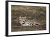 Cheetah (Acinonyx Jubatus) Cub-James Hager-Framed Photographic Print