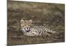 Cheetah (Acinonyx Jubatus) Cub-James Hager-Mounted Photographic Print