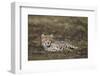 Cheetah (Acinonyx Jubatus) Cub-James Hager-Framed Photographic Print