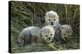 Cheetah (Acinonyx Jubatus) Cubs Aged 5 Weeks, Masai-Mara Game Reserve, Kenya. Vulnerable Species-Denis-Huot-Stretched Canvas