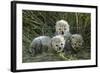 Cheetah (Acinonyx Jubatus) Cubs Aged 5 Weeks, Masai-Mara Game Reserve, Kenya. Vulnerable Species-Denis-Huot-Framed Photographic Print