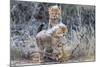 Cheetah (Acinonyx jubatus) cubs, Kgalagadi Transfrontier Park, Northern Cape, South Africa, Africa-Ann and Steve Toon-Mounted Photographic Print