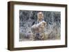 Cheetah (Acinonyx jubatus) cubs, Kgalagadi Transfrontier Park, Northern Cape, South Africa, Africa-Ann and Steve Toon-Framed Photographic Print