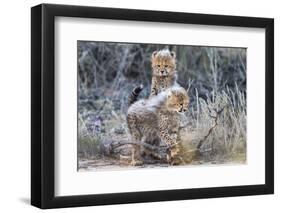 Cheetah (Acinonyx jubatus) cubs, Kgalagadi Transfrontier Park, Northern Cape, South Africa, Africa-Ann and Steve Toon-Framed Photographic Print
