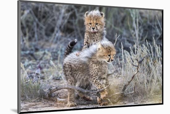Cheetah (Acinonyx jubatus) cubs, Kgalagadi Transfrontier Park, Northern Cape, South Africa, Africa-Ann and Steve Toon-Mounted Photographic Print