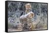 Cheetah (Acinonyx jubatus) cubs, Kgalagadi Transfrontier Park, Northern Cape, South Africa, Africa-Ann and Steve Toon-Framed Stretched Canvas