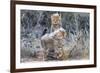 Cheetah (Acinonyx jubatus) cubs, Kgalagadi Transfrontier Park, Northern Cape, South Africa, Africa-Ann and Steve Toon-Framed Photographic Print