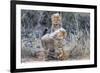 Cheetah (Acinonyx jubatus) cubs, Kgalagadi Transfrontier Park, Northern Cape, South Africa, Africa-Ann and Steve Toon-Framed Photographic Print