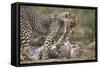 Cheetah (Acinonyx Jubatus) Cubs Playing, Serengeti National Park, Tanzania, East Africa, Africa-James Hager-Framed Stretched Canvas