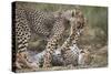 Cheetah (Acinonyx Jubatus) Cubs Playing, Serengeti National Park, Tanzania, East Africa, Africa-James Hager-Stretched Canvas