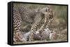 Cheetah (Acinonyx Jubatus) Cubs Playing, Serengeti National Park, Tanzania, East Africa, Africa-James Hager-Framed Stretched Canvas