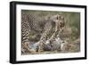 Cheetah (Acinonyx Jubatus) Cubs Playing, Serengeti National Park, Tanzania, East Africa, Africa-James Hager-Framed Photographic Print