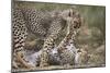 Cheetah (Acinonyx Jubatus) Cubs Playing, Serengeti National Park, Tanzania, East Africa, Africa-James Hager-Mounted Photographic Print