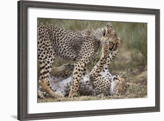 Cheetah (Acinonyx Jubatus) Cubs Playing, Serengeti National Park, Tanzania, East Africa, Africa-James Hager-Framed Photographic Print