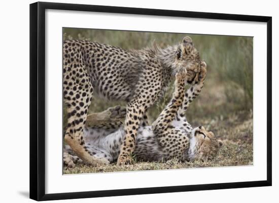 Cheetah (Acinonyx Jubatus) Cubs Playing, Serengeti National Park, Tanzania, East Africa, Africa-James Hager-Framed Photographic Print