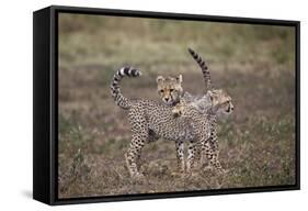 Cheetah (Acinonyx Jubatus) Cubs Playing, Serengeti National Park, Tanzania, East Africa, Africa-James Hager-Framed Stretched Canvas