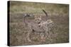 Cheetah (Acinonyx Jubatus) Cubs Playing, Serengeti National Park, Tanzania, East Africa, Africa-James Hager-Stretched Canvas