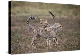 Cheetah (Acinonyx Jubatus) Cubs Playing, Serengeti National Park, Tanzania, East Africa, Africa-James Hager-Stretched Canvas