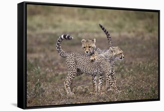 Cheetah (Acinonyx Jubatus) Cubs Playing, Serengeti National Park, Tanzania, East Africa, Africa-James Hager-Framed Stretched Canvas