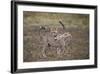 Cheetah (Acinonyx Jubatus) Cubs Playing, Serengeti National Park, Tanzania, East Africa, Africa-James Hager-Framed Photographic Print