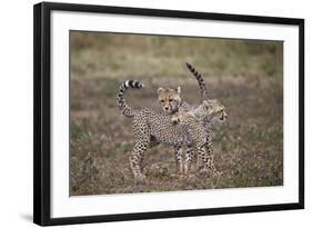 Cheetah (Acinonyx Jubatus) Cubs Playing, Serengeti National Park, Tanzania, East Africa, Africa-James Hager-Framed Photographic Print