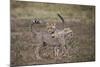 Cheetah (Acinonyx Jubatus) Cubs Playing, Serengeti National Park, Tanzania, East Africa, Africa-James Hager-Mounted Photographic Print