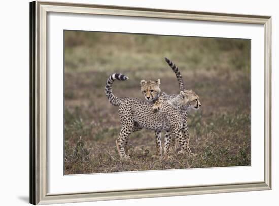 Cheetah (Acinonyx Jubatus) Cubs Playing, Serengeti National Park, Tanzania, East Africa, Africa-James Hager-Framed Photographic Print