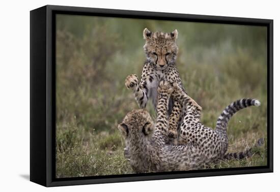 Cheetah (Acinonyx Jubatus) Cubs Playing, Serengeti National Park, Tanzania, East Africa, Africa-James Hager-Framed Stretched Canvas