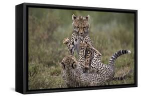 Cheetah (Acinonyx Jubatus) Cubs Playing, Serengeti National Park, Tanzania, East Africa, Africa-James Hager-Framed Stretched Canvas