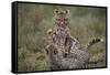 Cheetah (Acinonyx Jubatus) Cubs Playing, Serengeti National Park, Tanzania, East Africa, Africa-James Hager-Framed Stretched Canvas