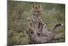 Cheetah (Acinonyx Jubatus) Cubs Playing, Serengeti National Park, Tanzania, East Africa, Africa-James Hager-Mounted Photographic Print