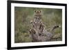 Cheetah (Acinonyx Jubatus) Cubs Playing, Serengeti National Park, Tanzania, East Africa, Africa-James Hager-Framed Photographic Print